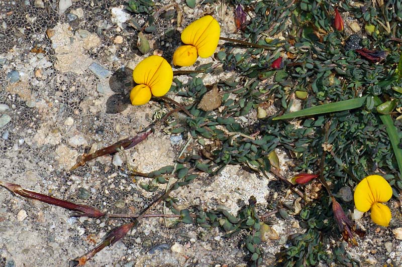 Lotus corniculatus subsp. alpinus / Ginestrino alpino